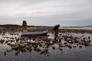 Paddy harvesting seaweed from Goose Island